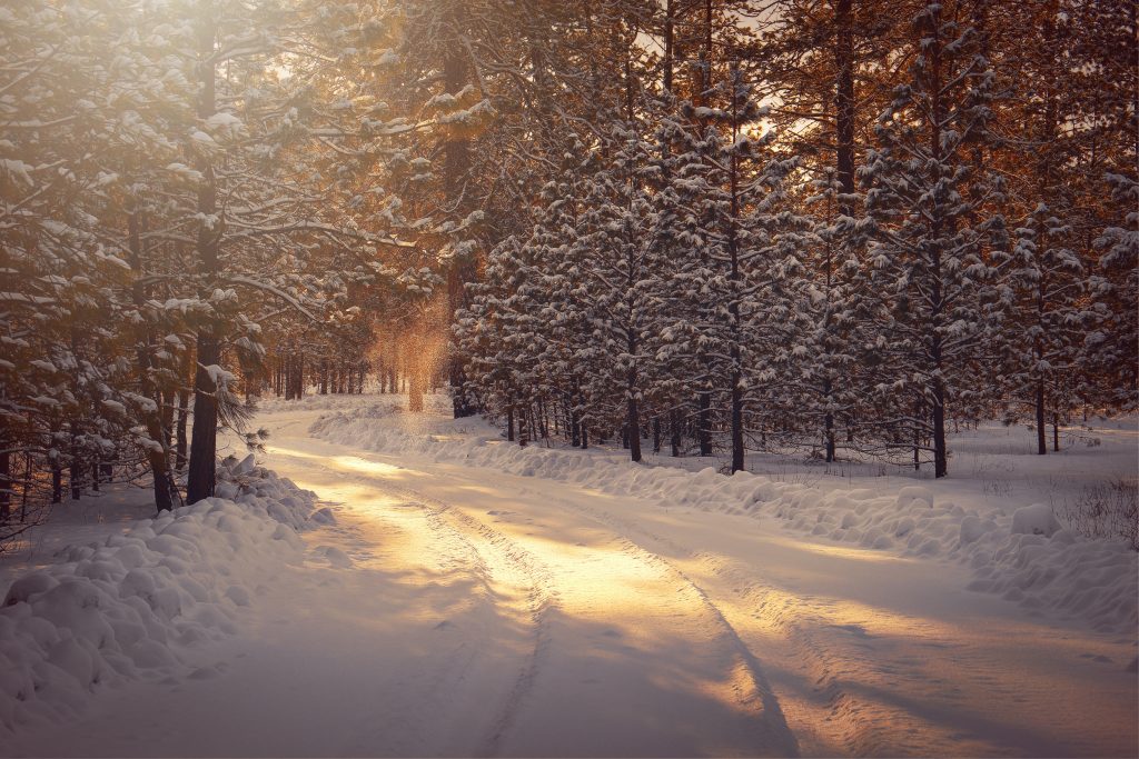 Talvinen maisema, jossa tie ja lumisia puita