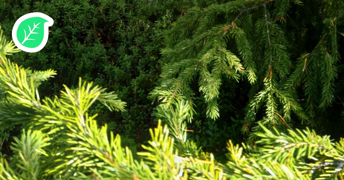 Kuusenkerkkä | Luontaistuotekauppa